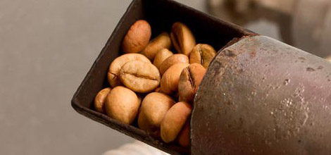 Grains de caf&eacute; torr&eacute;fi&eacute;s - Les grains plus fonc&eacute;s contiennent moins de caf&eacute;ine