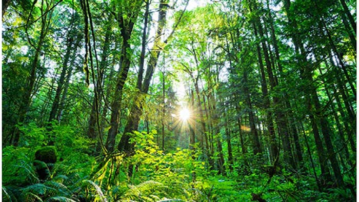 For&ecirc;t